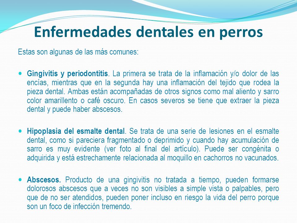 Enfermedades dentales en perros