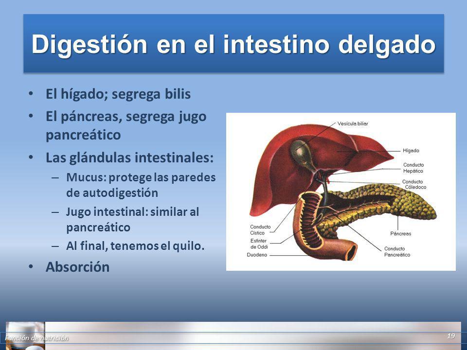 Digestión en el intestino delgado