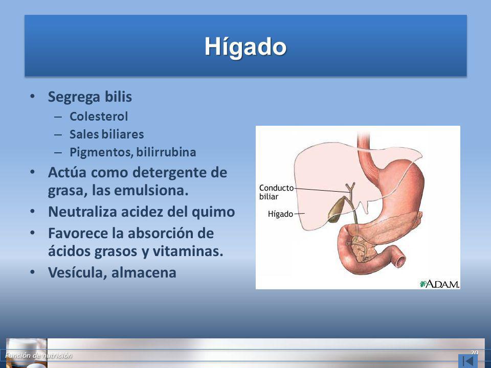 Hígado Segrega bilis Actúa como detergente de grasa, las emulsiona.
