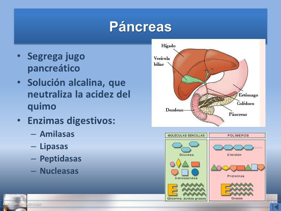 Páncreas Segrega jugo pancreático