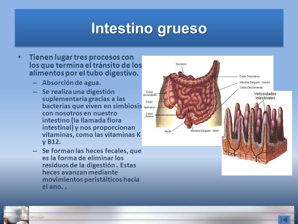 Intestino grueso Tienen lugar tres procesos con los que termina el tránsito de los alimentos por el tubo digestivo.