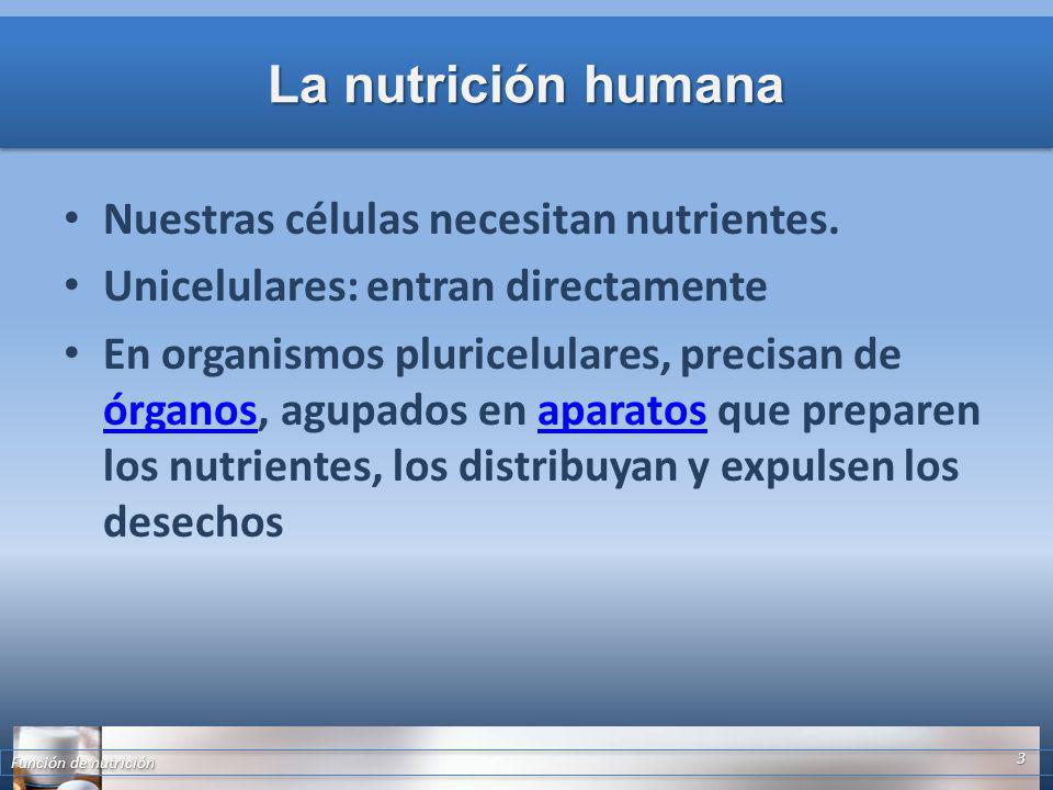 La nutrición humana Nuestras células necesitan nutrientes.