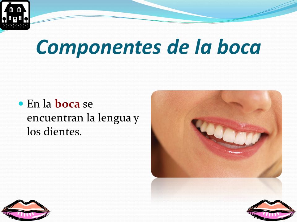 Componentes de la boca En la boca se encuentran la lengua y los dientes.