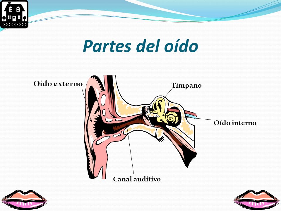 Partes del oído Oído externo Tímpano Oído interno Canal auditivo