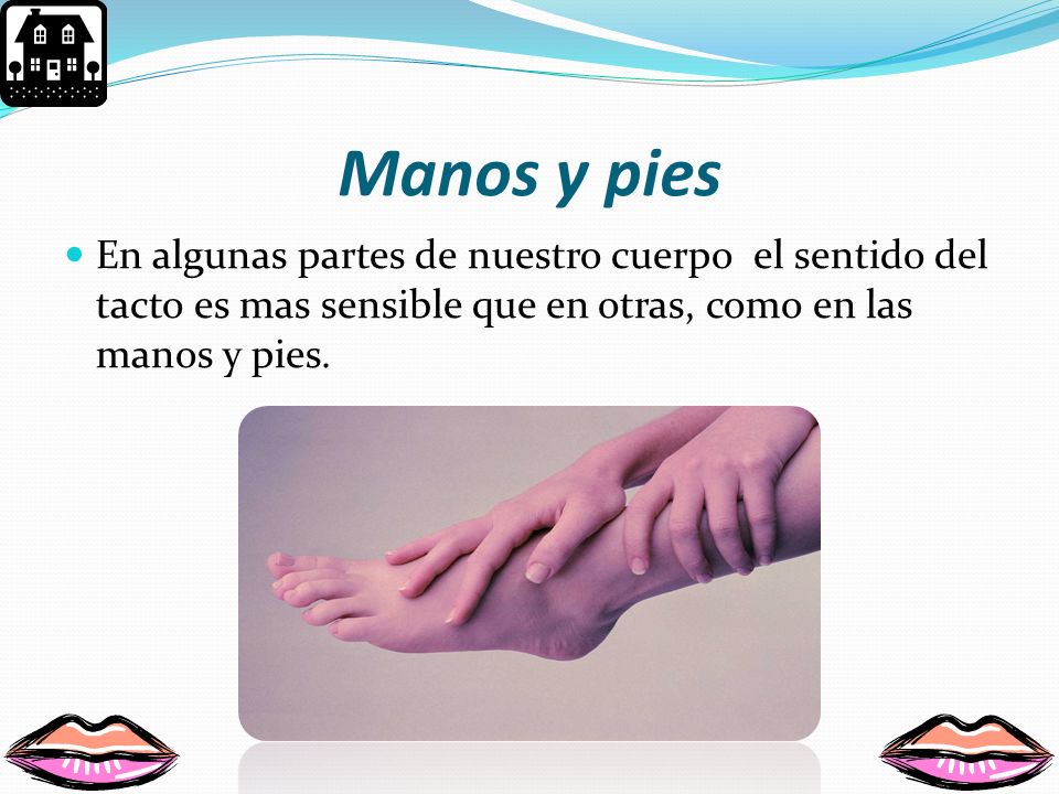 Manos y pies En algunas partes de nuestro cuerpo el sentido del tacto es mas sensible que en otras, como en las manos y pies.