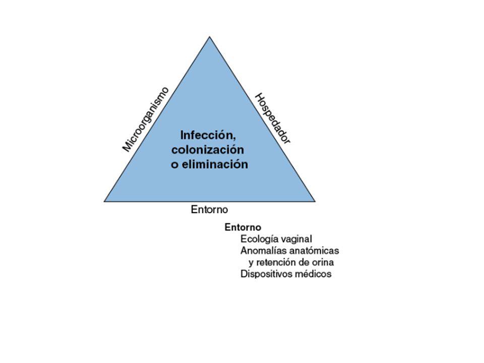 La colonización del introito vaginal y la zona periuretral por microorganismos de la flora intestinal (casi siempre E. coli).