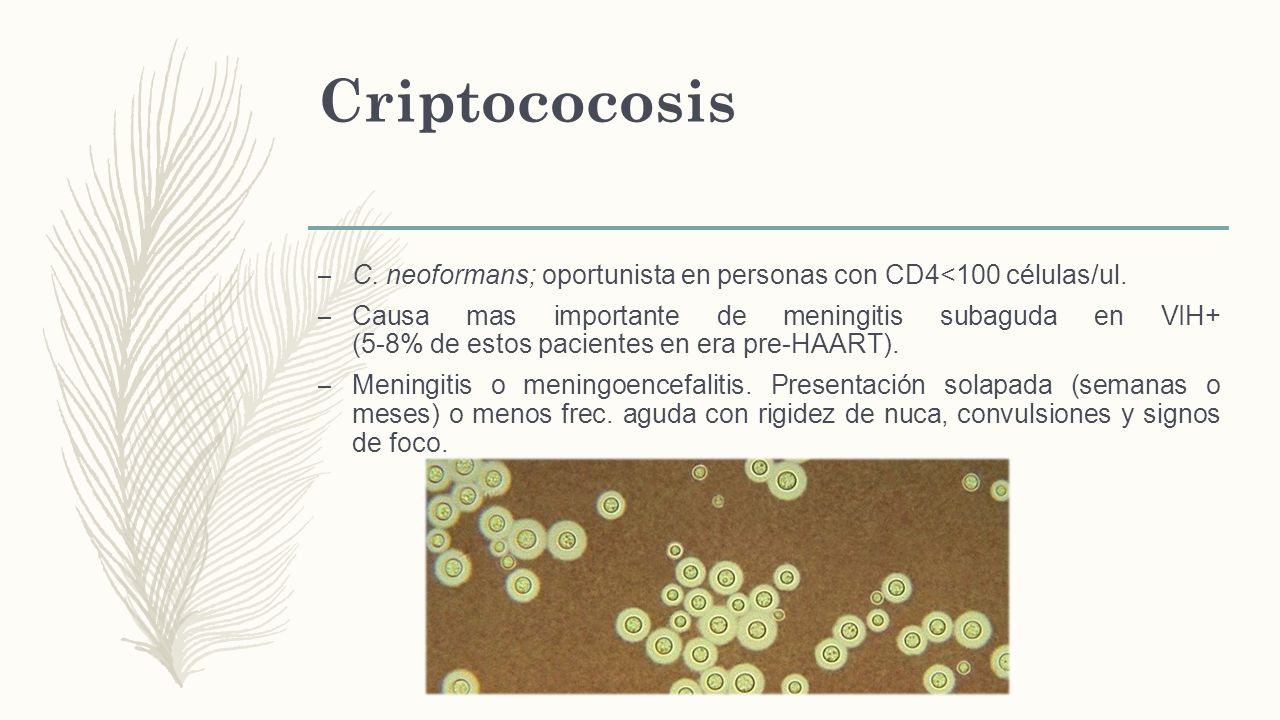 Criptococosis C. neoformans; oportunista en personas con CD4<100 células/ul.