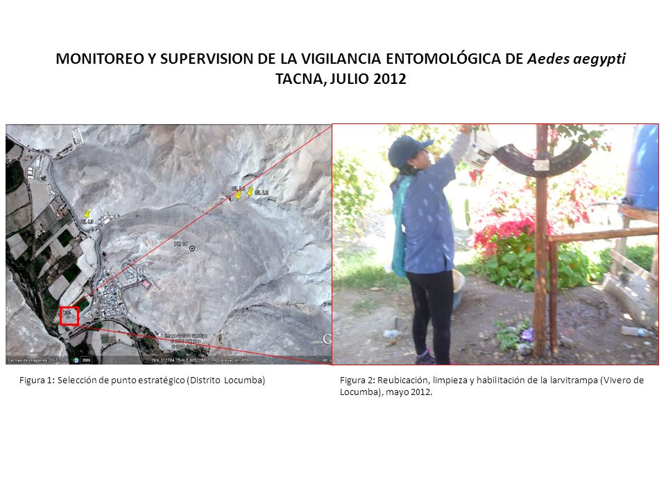 MONITOREO Y SUPERVISION DE LA VIGILANCIA ENTOMOLÓGICA DE Aedes aegypti TACNA, JULIO 2012