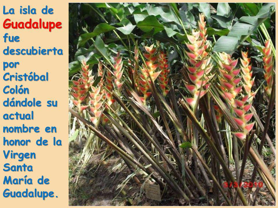 La isla de Guadalupe fue descubierta por Cristóbal Colón dándole su actual nombre en honor de la Virgen Santa María de Guadalupe.