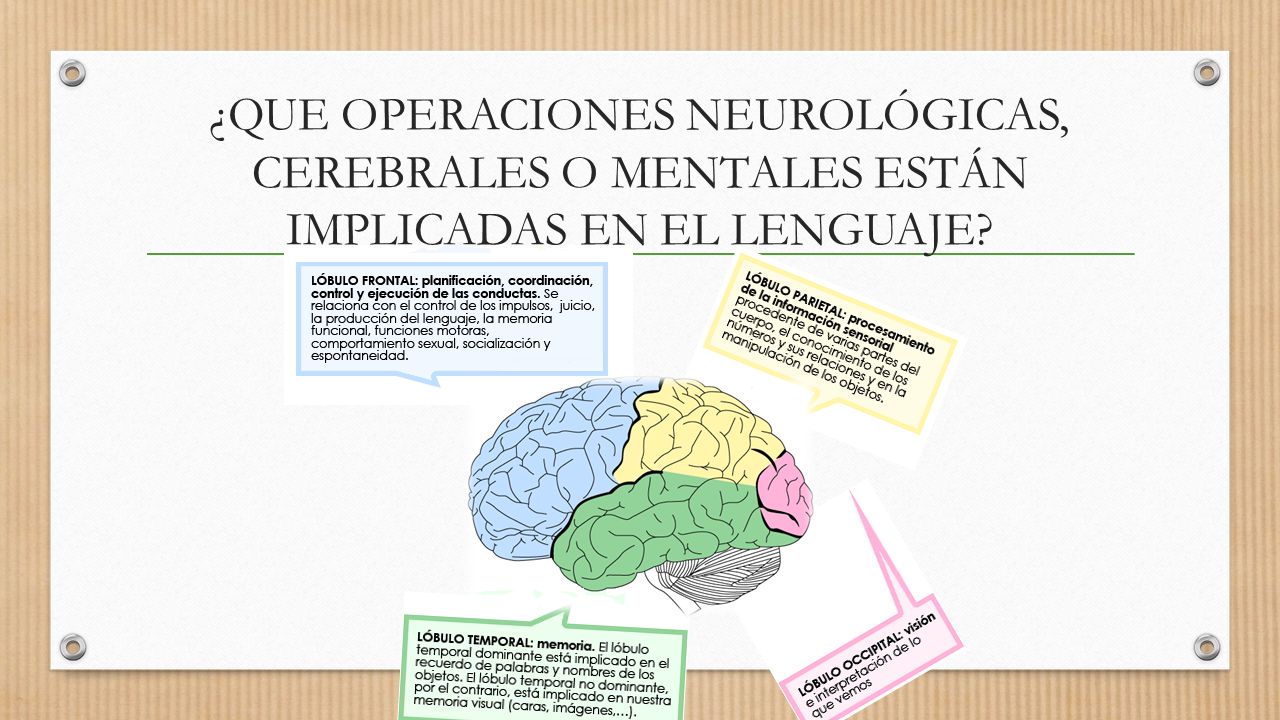 ¿QUE OPERACIONES NEUROLÓGICAS, CEREBRALES O MENTALES ESTÁN IMPLICADAS EN EL LENGUAJE