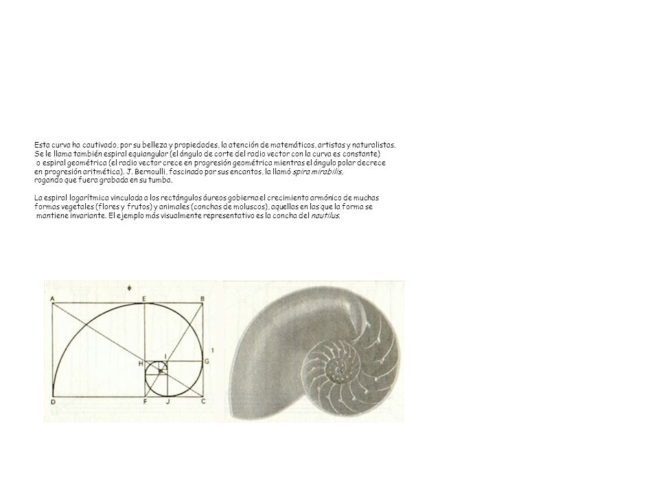 Esta curva ha cautivado, por su belleza y propiedades, la atención de matemáticos, artistas y naturalistas.