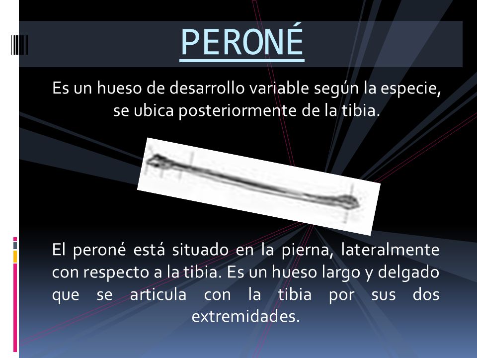 PERONÉ Es un hueso de desarrollo variable según la especie, se ubica posteriormente de la tibia.