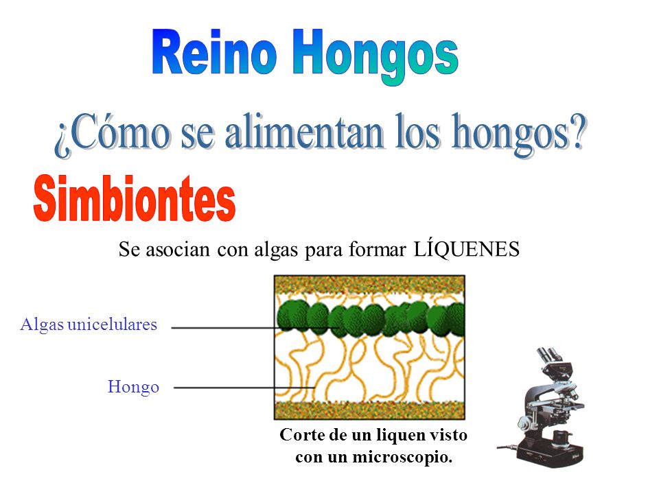 Corte de un liquen visto con un microscopio.