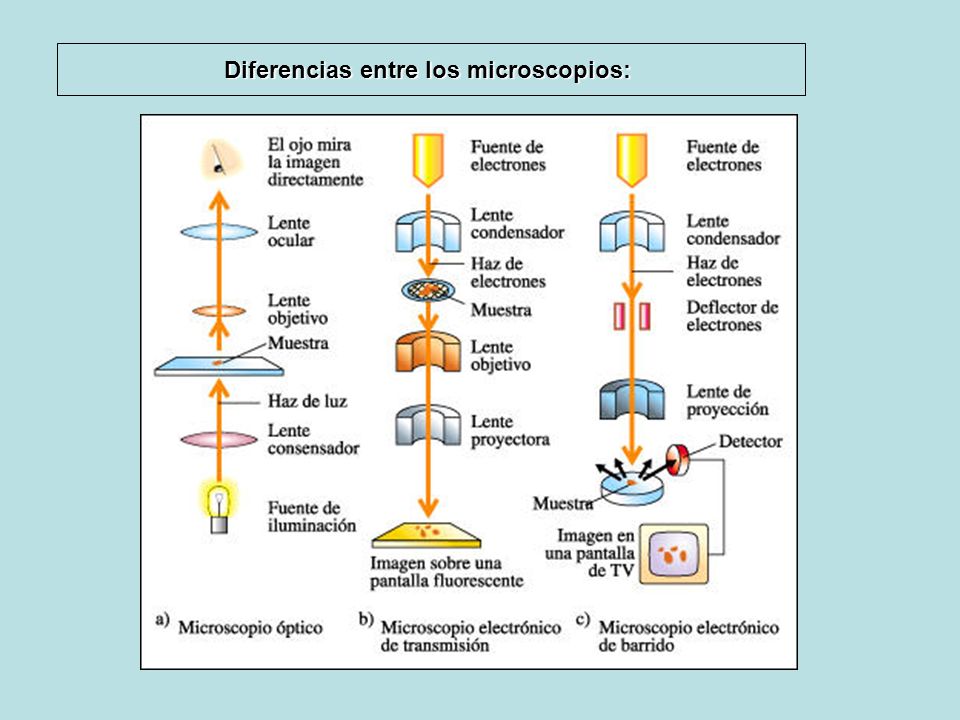 Microscopio óptico. - ppt descargar