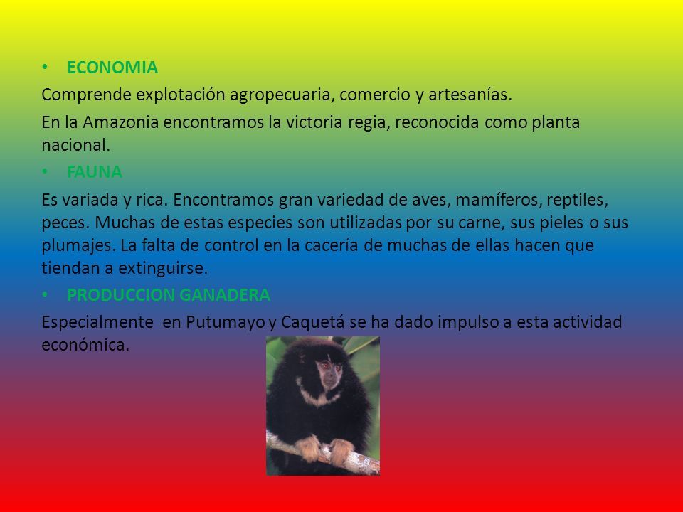 ECONOMIA Comprende explotación agropecuaria, comercio y artesanías. En la Amazonia encontramos la victoria regia, reconocida como planta nacional.