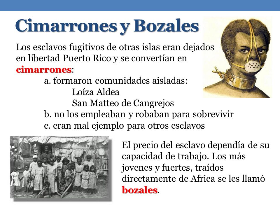 [Imagen: Cimarrones+y+Bozales+Los+esclavos+fugiti...nes%3A.jpg]