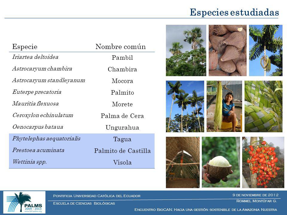 Especies estudiadas Especie Nombre común Pambil Chambira Mocora