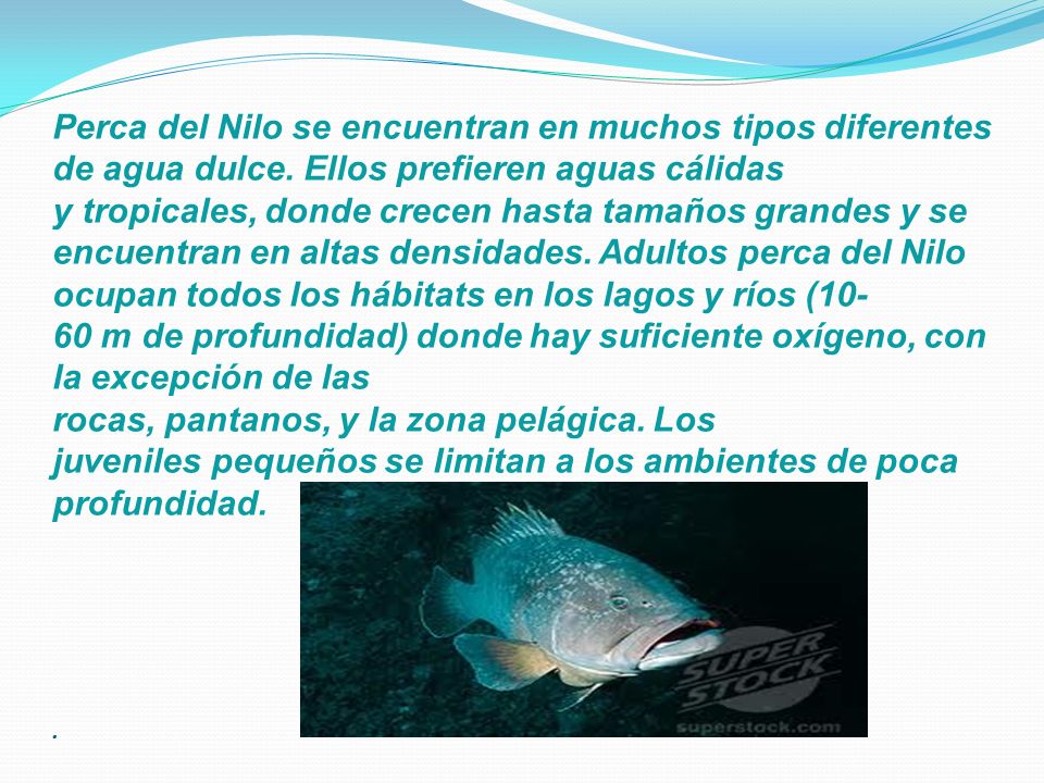 Perca del Nilo se encuentran en muchos tipos diferentes de agua dulce