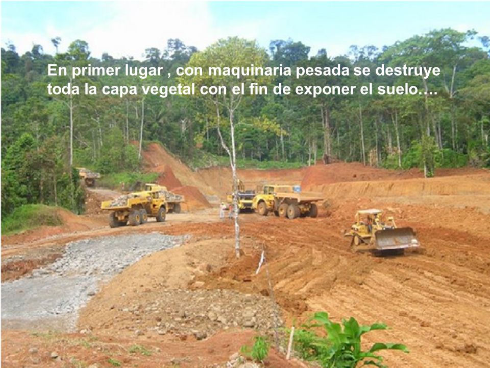 En primer lugar , con maquinaria pesada se destruye toda la capa vegetal con el fin de exponer el suelo….