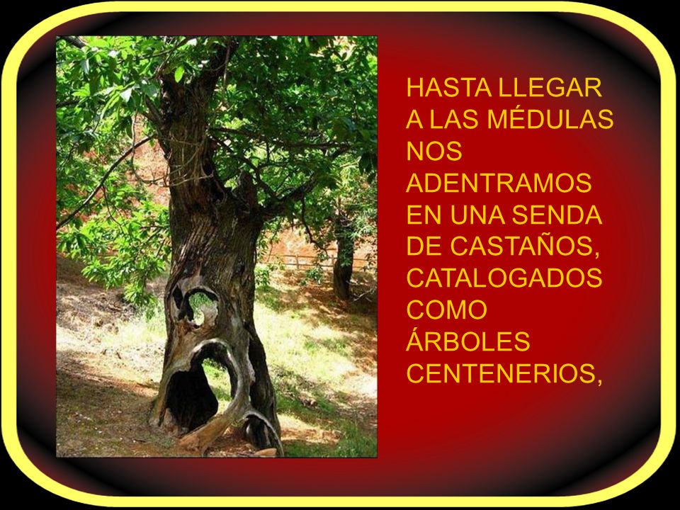 HASTA LLEGAR A LAS MÉDULAS NOS ADENTRAMOS EN UNA SENDA DE CASTAÑOS, CATALOGADOS COMO ÁRBOLES CENTENERIOS,