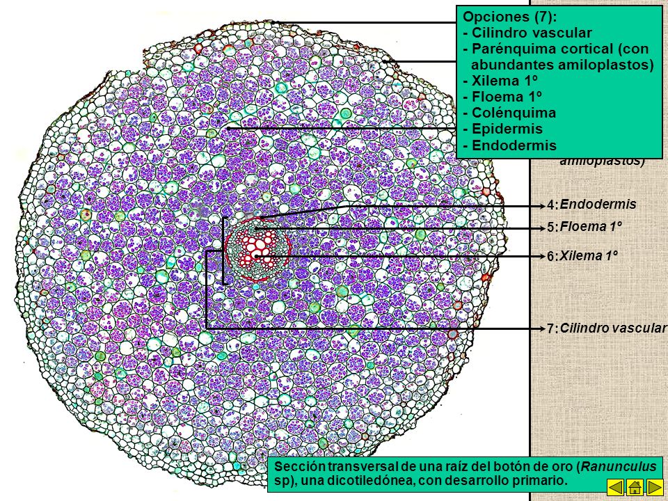 - Parénquima cortical (con abundantes amiloplastos) - Xilema 1º
