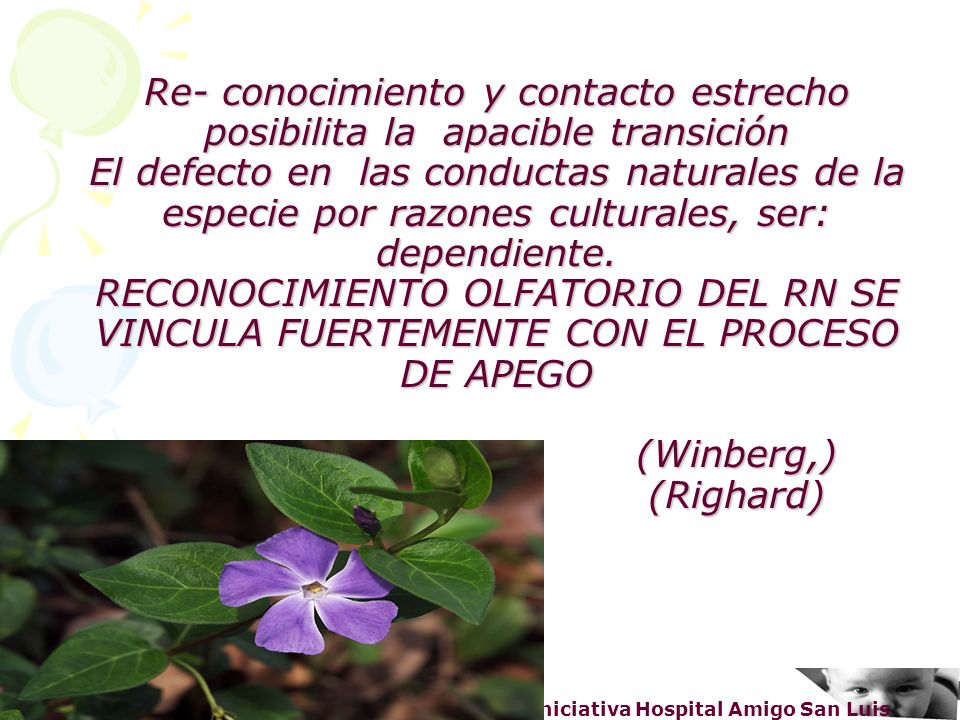 Re- conocimiento y contacto estrecho posibilita la apacible transición El defecto en las conductas naturales de la especie por razones culturales, ser: dependiente. RECONOCIMIENTO OLFATORIO DEL RN SE VINCULA FUERTEMENTE CON EL PROCESO DE APEGO (Winberg,) (Righard)