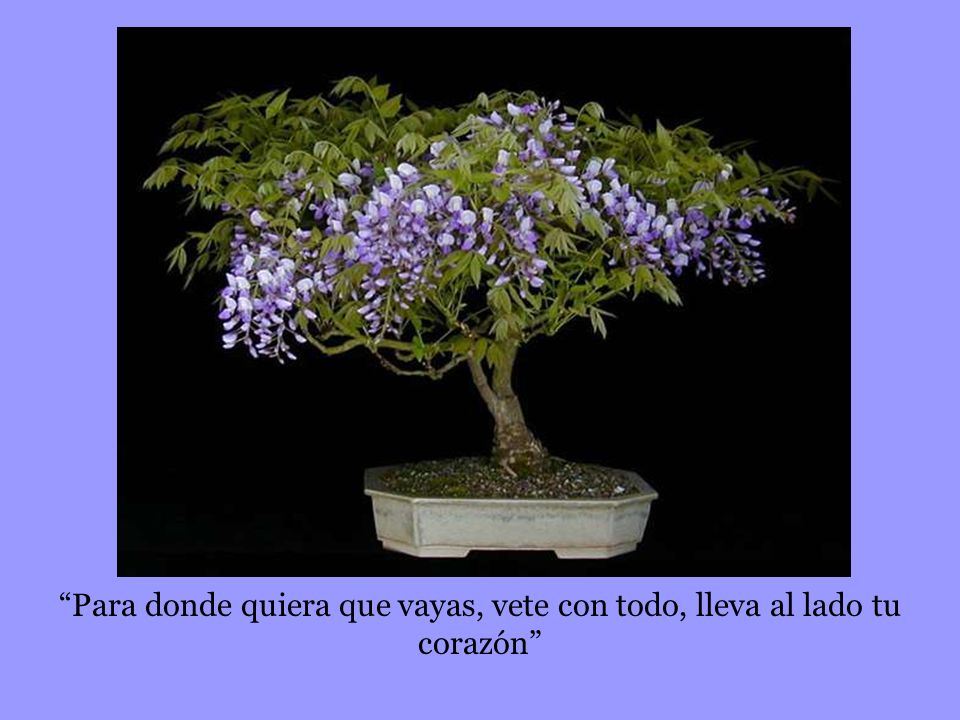 Para donde quiera que vayas, vete con todo, lleva al lado tu corazón