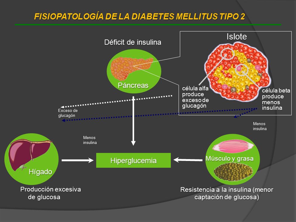FISIOPATOLOGÍA DE LA DIABETES MELLITUS TIPO 2