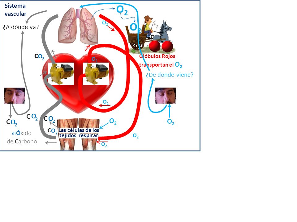 O2 O2 2 C O 2 C O C O 2 O2 O2 Sistema vascular ¿A dónde va 2 C O 2 C