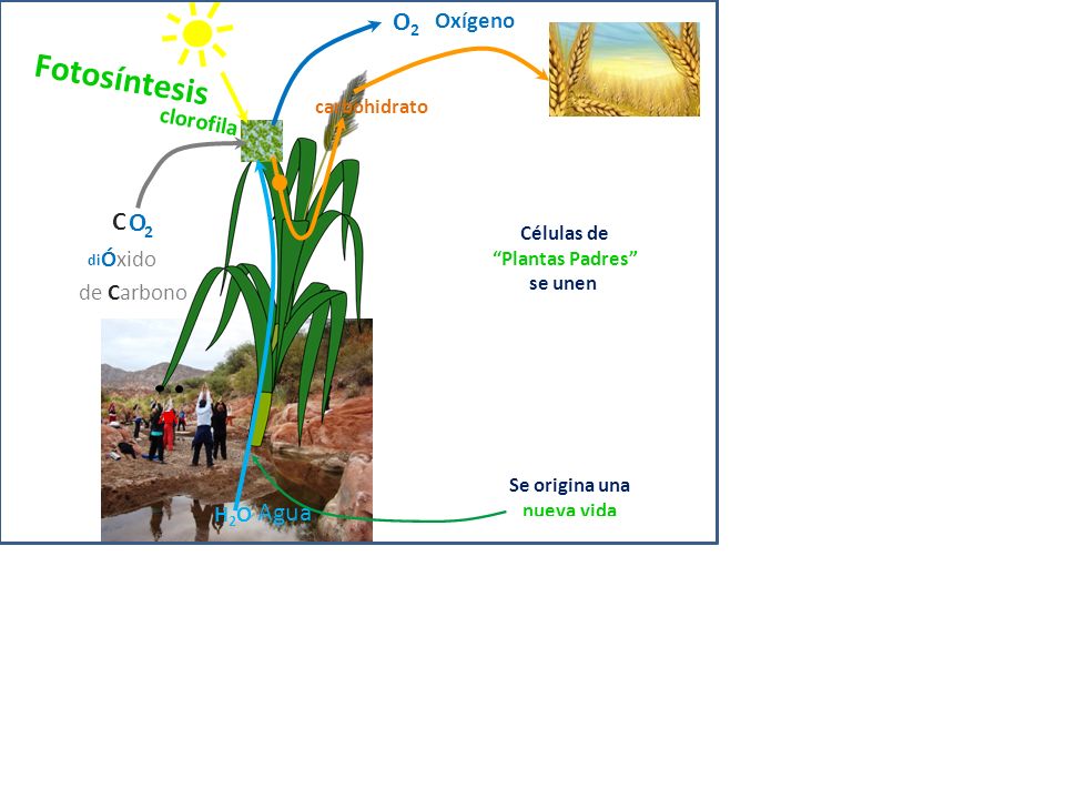 Fotosíntesis O2 C O 2 Agua Oxígeno clorofila di Óxido de Carbono H2O