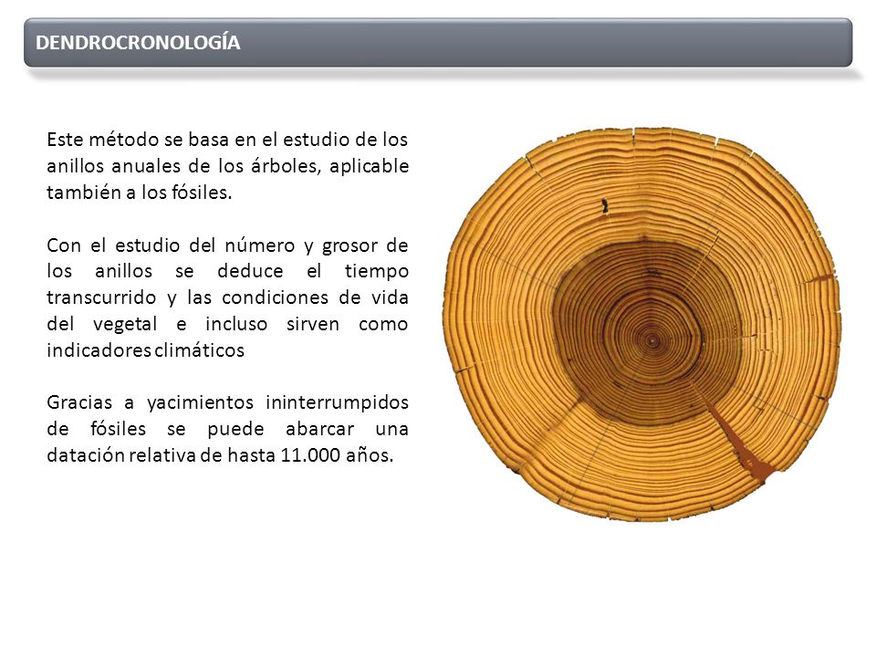 DENDROCRONOLOGÍA Este método se basa en el estudio de los anillos anuales de los árboles, aplicable también a los fósiles.