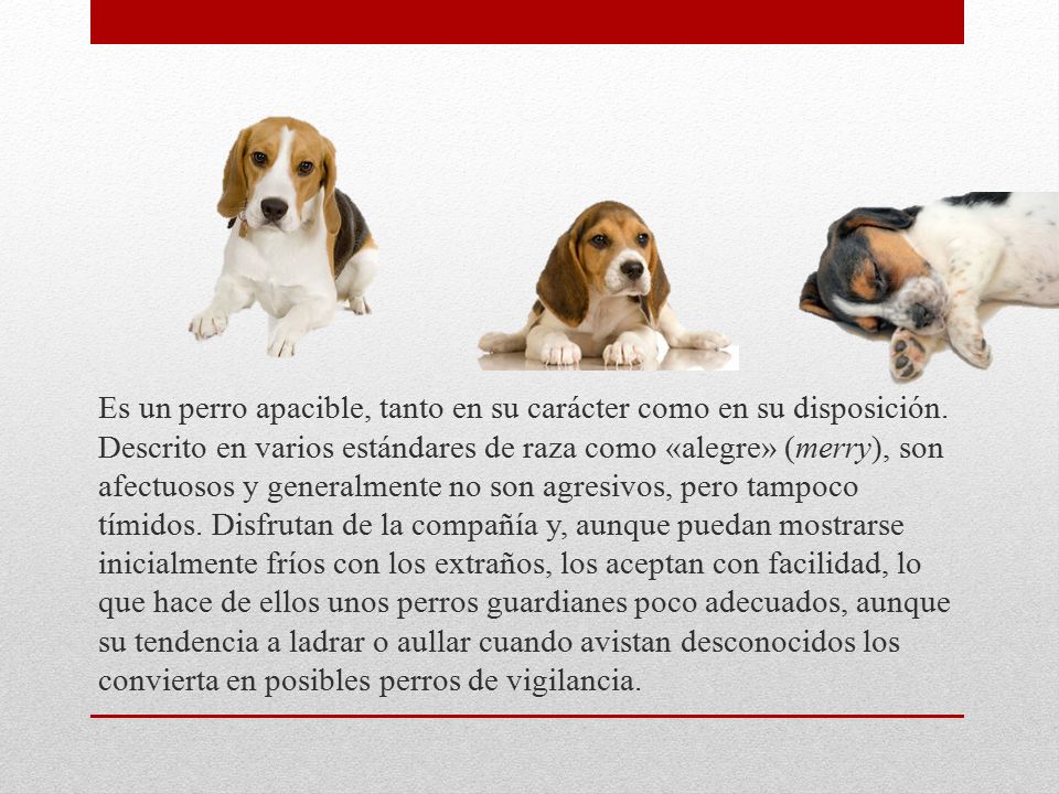 Es un perro apacible, tanto en su carácter como en su disposición