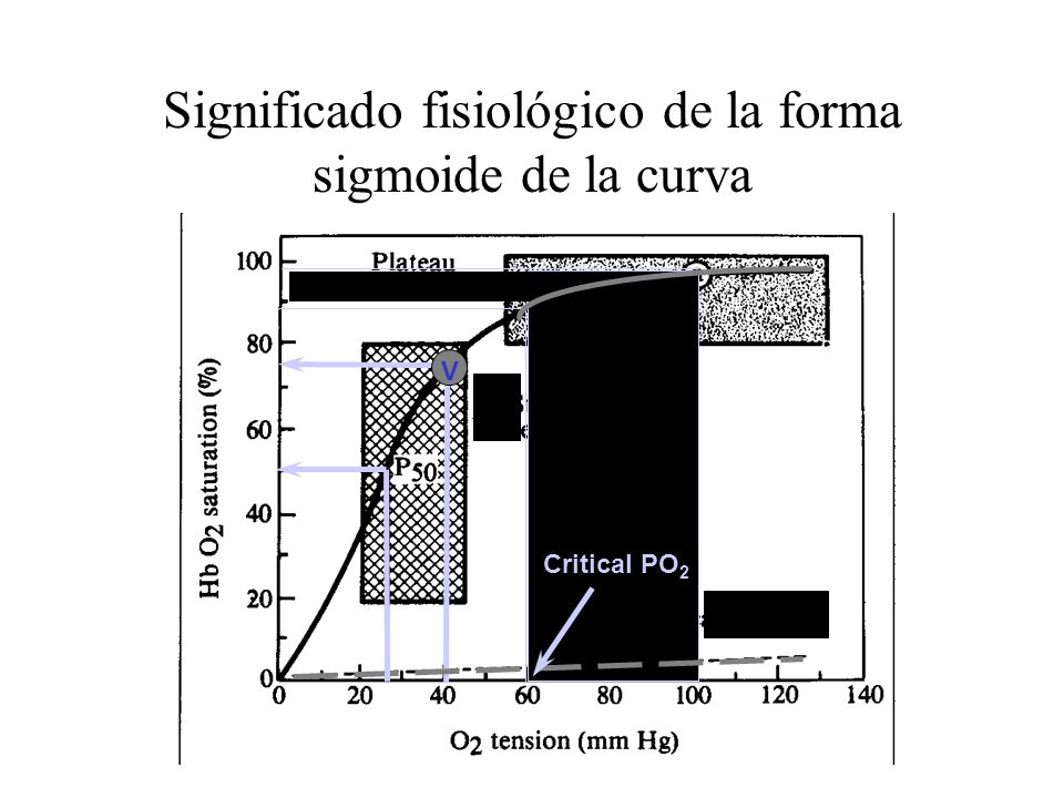 Significado fisiológico de la forma sigmoide de la curva
