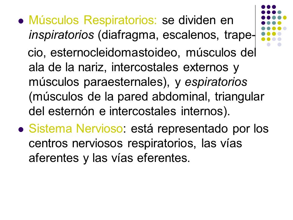 Músculos Respiratorios: se dividen en inspiratorios (diafragma, escalenos, trape-