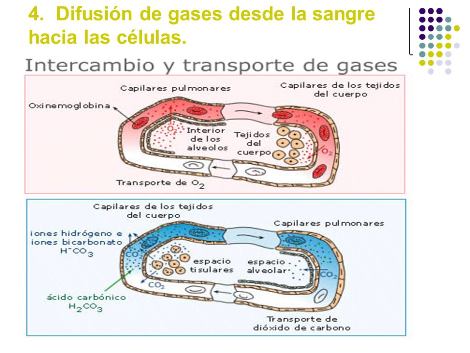 4. Difusión de gases desde la sangre hacia las células.