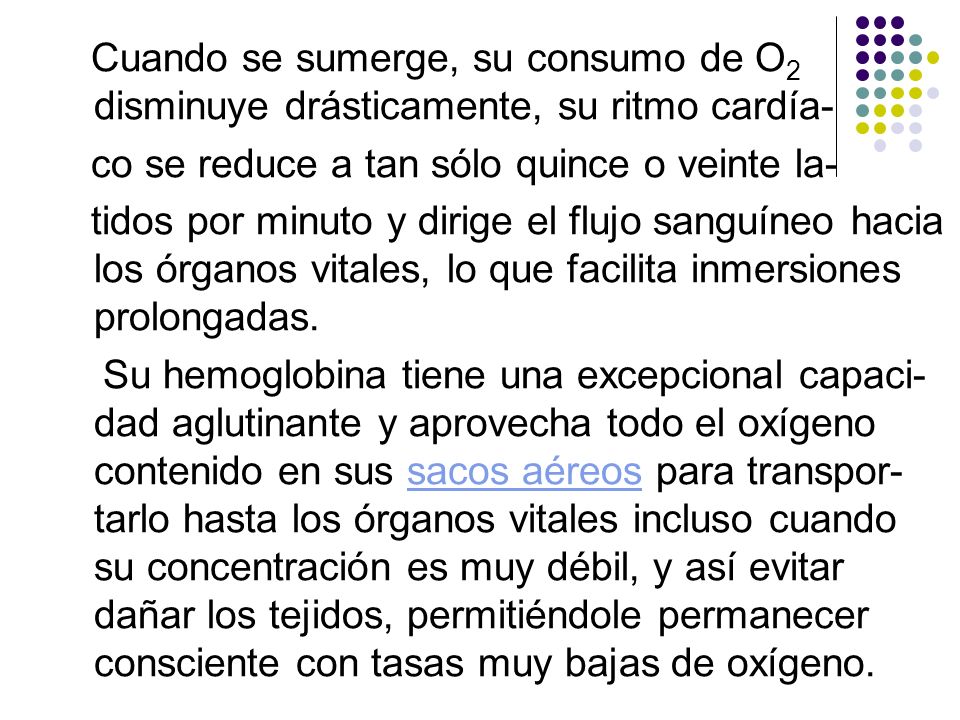 Cuando se sumerge, su consumo de O2 disminuye drásticamente, su ritmo cardía-