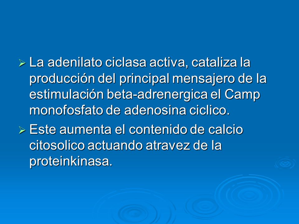 La adenilato ciclasa activa, cataliza la producción del principal mensajero de la estimulación beta-adrenergica el Camp monofosfato de adenosina ciclico.
