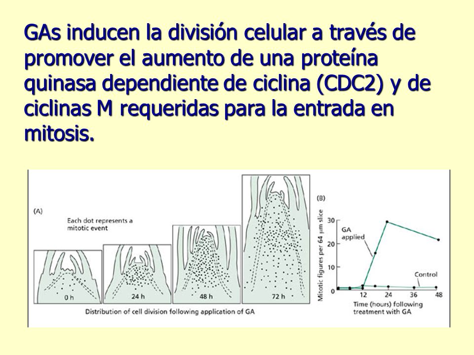 GAs inducen la división celular a través de promover el aumento de una proteína quinasa dependiente de ciclina (CDC2) y de ciclinas M requeridas para la entrada en mitosis.
