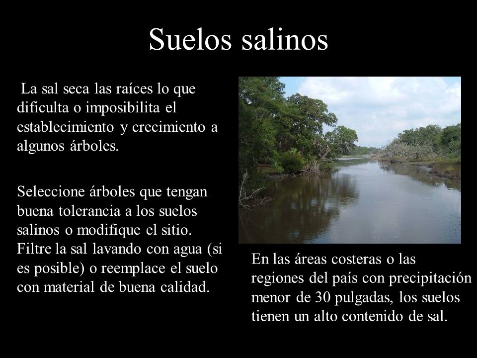 Suelos salinos La sal seca las raíces lo que dificulta o imposibilita el establecimiento y crecimiento a algunos árboles.