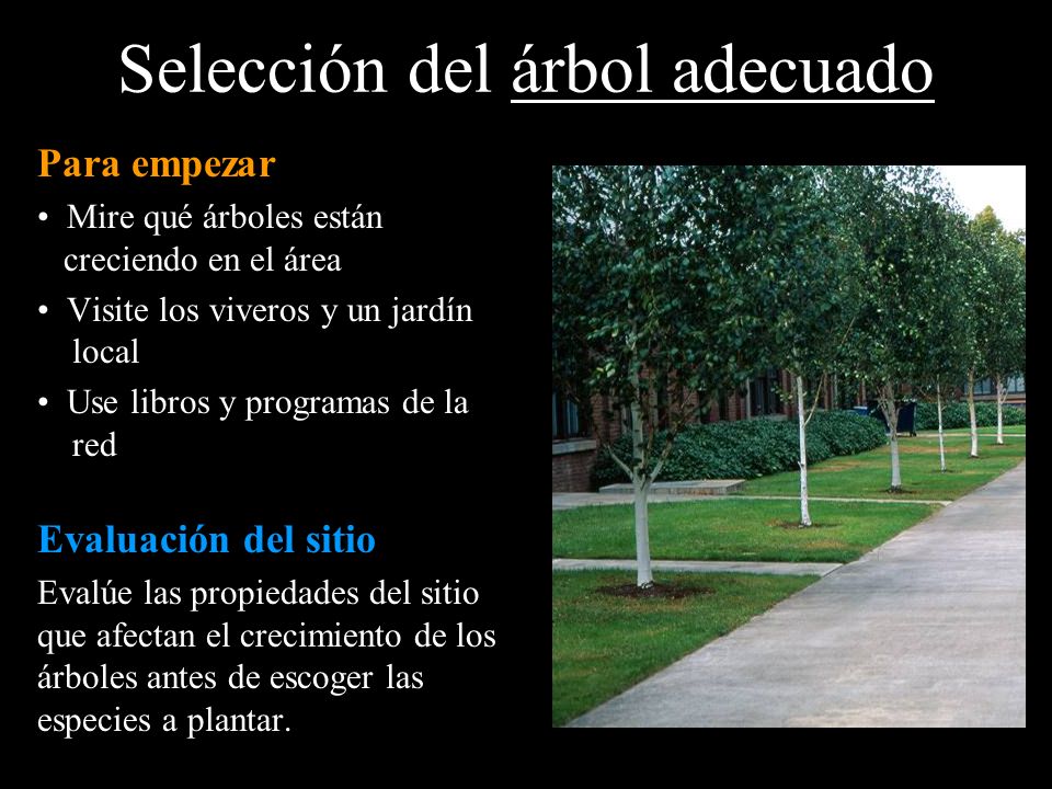 Selección del árbol adecuado