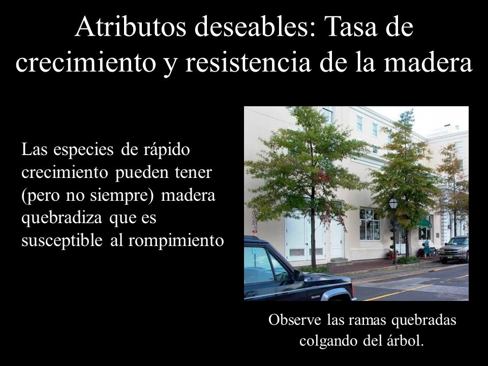Atributos deseables: Tasa de crecimiento y resistencia de la madera