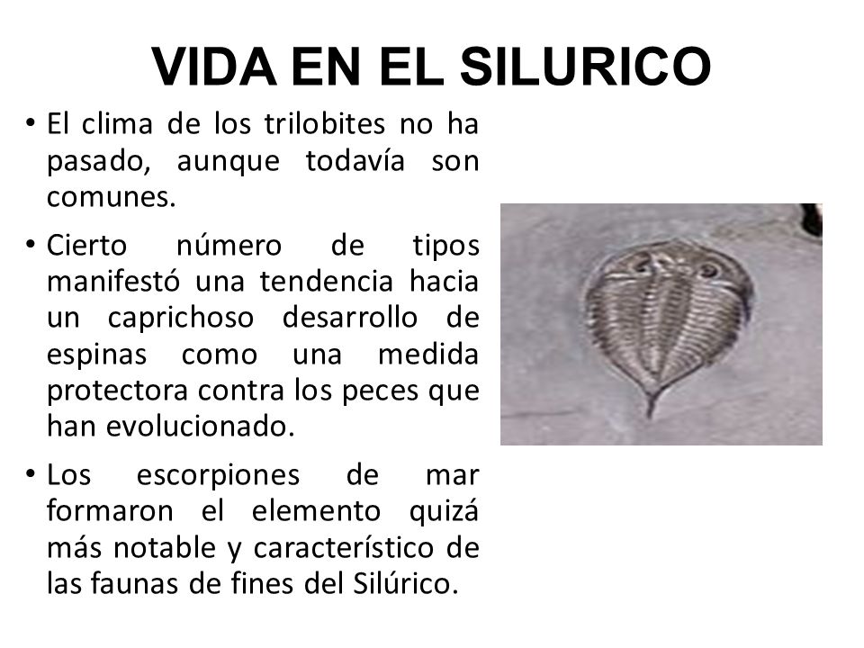 VIDA EN EL SILURICO El clima de los trilobites no ha pasado, aunque todavía son comunes.