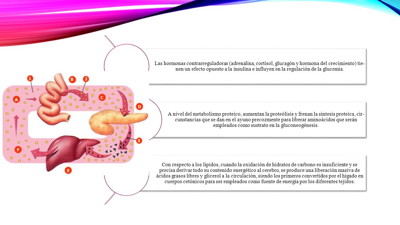 Las hormonas contrarreguladoras (adrenalina, cortisol, glucagón y hormona del crecimiento) tie­nen un efecto opuesto a la insulina e influyen en la regulación de la glucemia.