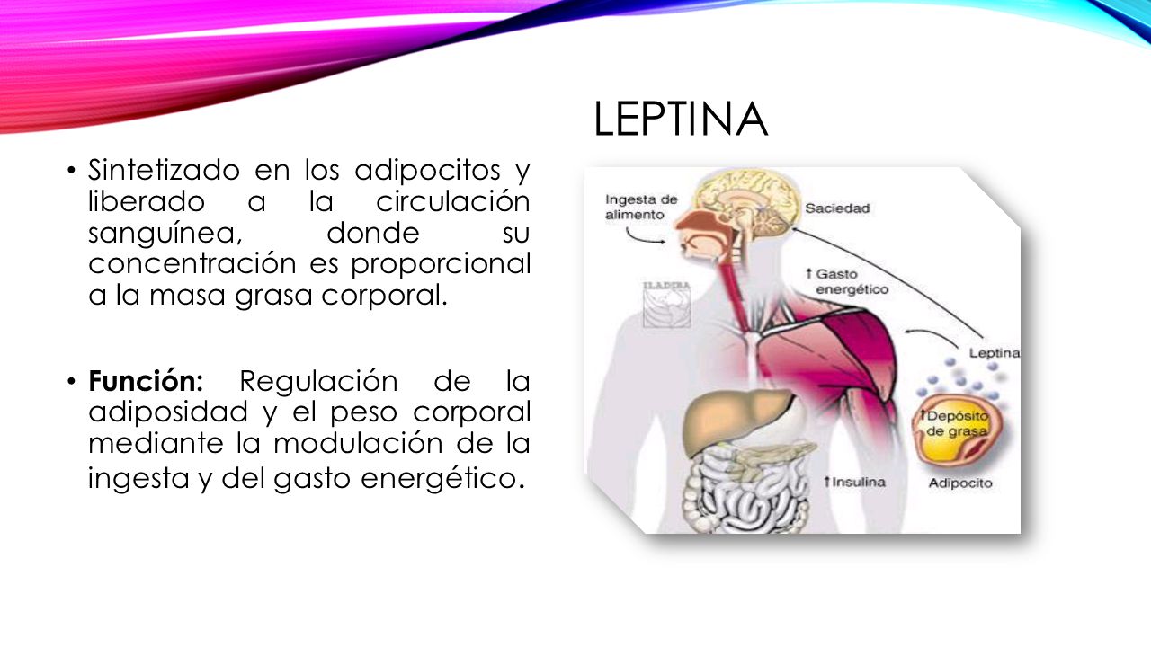 Leptina Sintetizado en los adipocitos y liberado a la circulación sanguínea, donde su concentración es proporcional a la masa grasa corporal.
