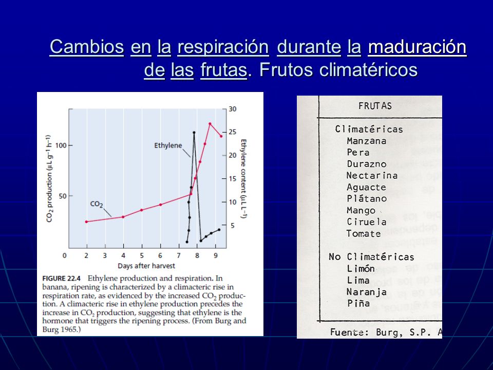 Cambios en la respiración durante la maduración de las frutas