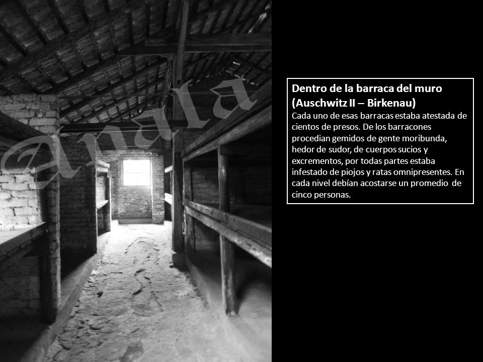 Dentro de la barraca del muro (Auschwitz II – Birkenau)