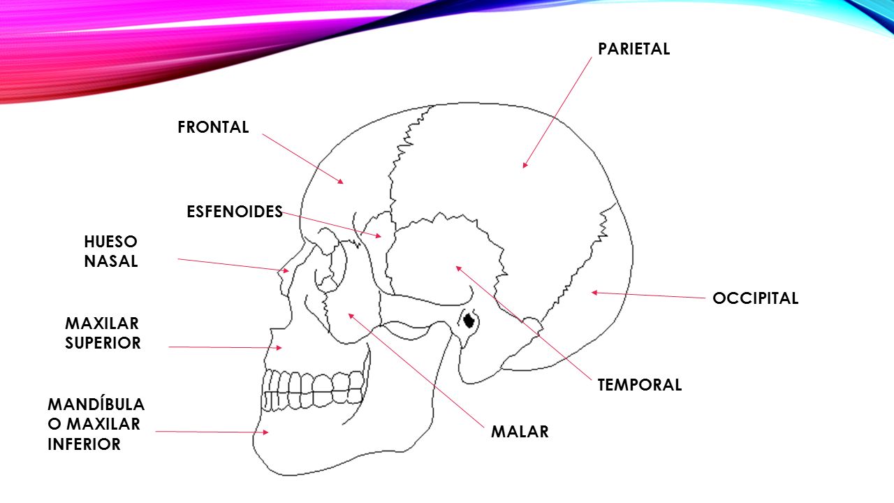 PARIETAL FRONTAL. ESFENOIDES. HUESO NASAL. OCCIPITAL. MAXILAR SUPERIOR. TEMPORAL. MANDÍBULA O MAXILAR INFERIOR.