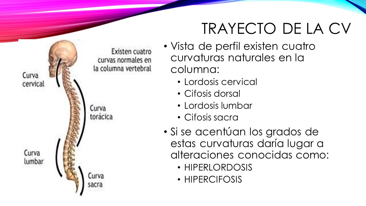 Trayecto de la CV Vista de perfil existen cuatro curvaturas naturales en la columna: Lordosis cervical.