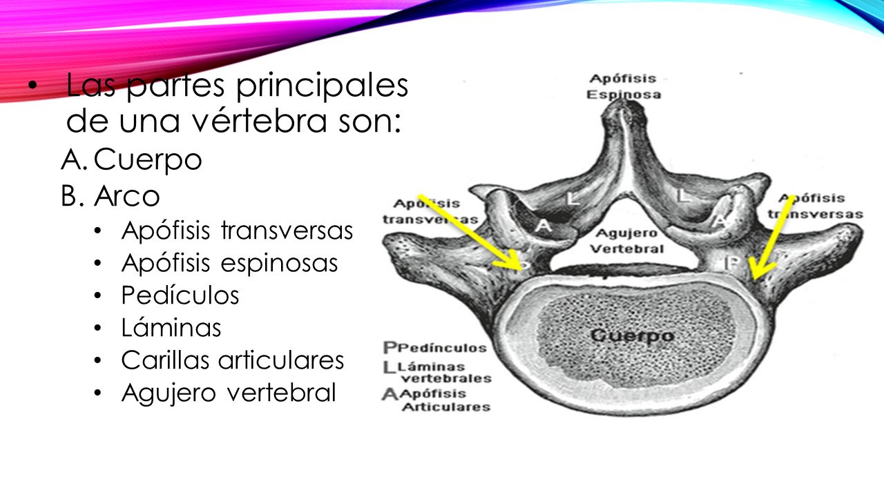 Las partes principales de una vértebra son: