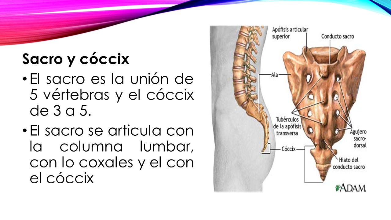 Sacro y cóccix El sacro es la unión de 5 vértebras y el cóccix de 3 a 5.